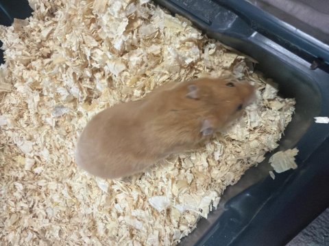 Hamster 2 adet