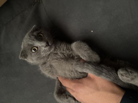Sağlıklı ev kedisi scottish fold