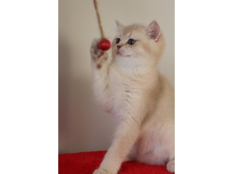 Krem rengi dişi yavru british shorthair