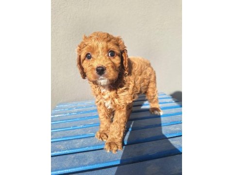Maltipoo bebeler sevimli hareketli