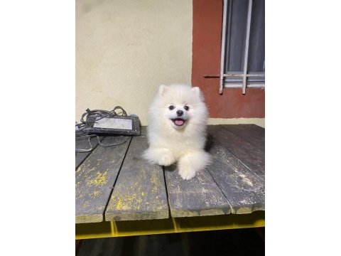7 aylık pomeranian yavrumuz