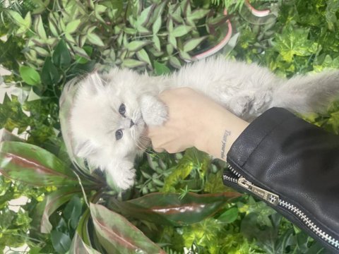 İddialı british longhair yavrularım sağlık garantili