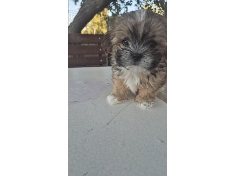 Sıfır burun uslu shih tzu