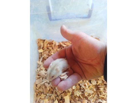 Üreticiden gonzales hamster