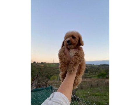 3,5 aylık maltipoo