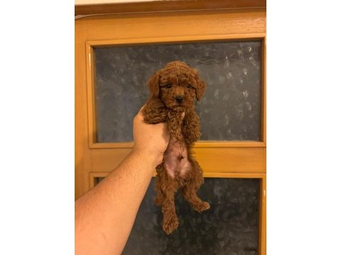 Poodle yavru köpekler