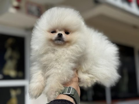 Petmode köpek çiftliğinden teddy pomeranian