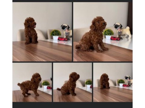 Show kalite toy poodle lar petmode köpek çiftliğinde