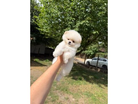 Pomeranian kar beyaz dişi