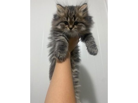 Safkan british longhair kedilerimiz teslime hazır