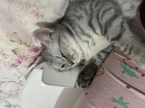 Evcil cins kedimiz
