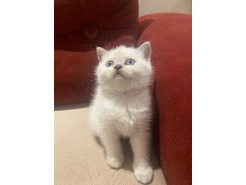 Blue point british shorthair