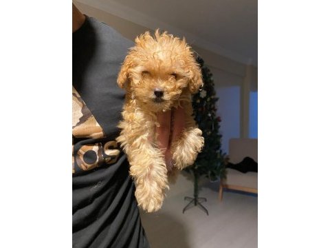 Apricot kilo garantili poodle yavrular