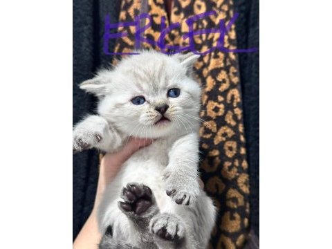 En tatlı scottish fold yavrular yuva arıyoruz