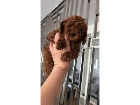 A kalite toy poodle