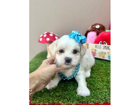 Korea maltese terrier baby cep boy