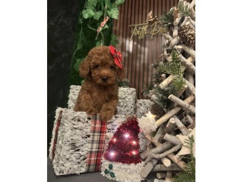2.5 aylık dişi ve erkek poodle yavrularımız