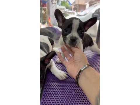 Kepçe kulak fransız bulldog
