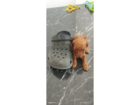 Red poodle köpekler