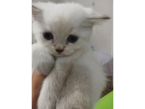 British longhair kedisi 2 aylık