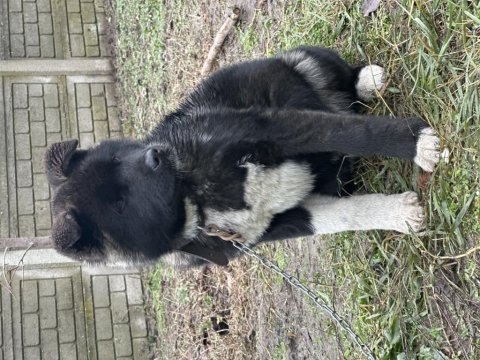 Amerikan akita safkan yavrumuz