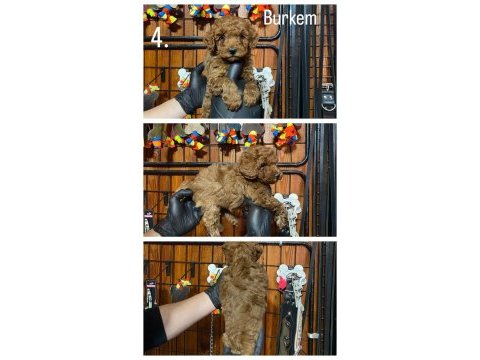 Burkemden safkan poodle bebeklerimiz