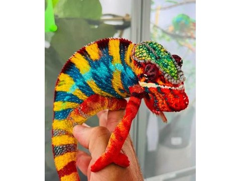 Çok özel panter bukalemunlar