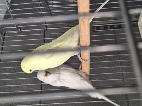 Show jumbo muhabbet kuşu takımlar