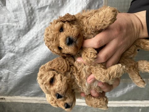 Mükemmel kalite toy poodle yavrular
