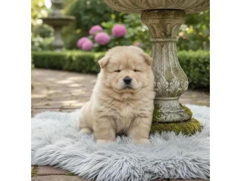 Irk ve sağlık garantili chow chow yavru