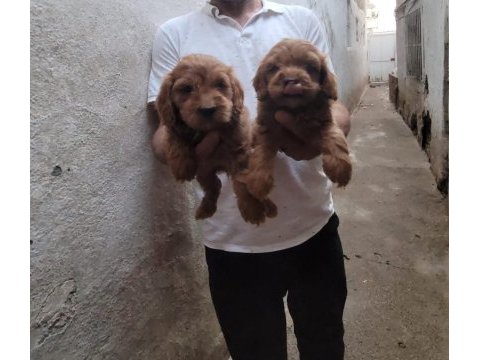 Kıvır kıvır babadan maltipoo aynı poodle