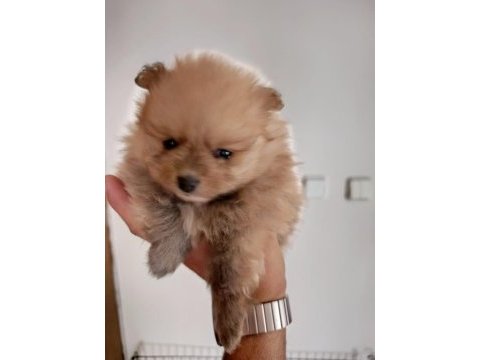 3 yavru pomeranian anne ve baba