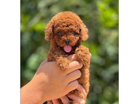 Toy poodle red brown kore kan