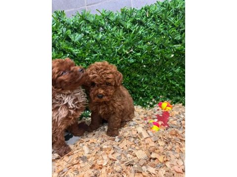 Burkemden a kan toy poodle yavrularımız