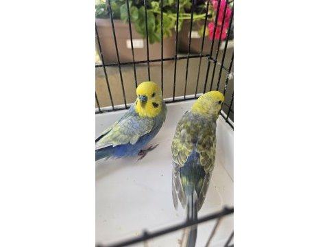 13 takım damızlık takım rainbow kuşlar açıklamayı okuyun