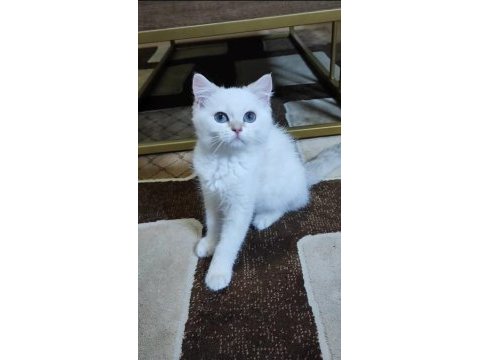 British shorthair yavrular