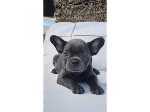Blue french bulldog yavruları istanbul 