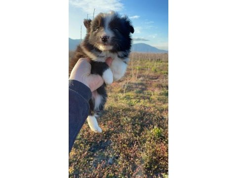 Muhteşem border collie bebekler