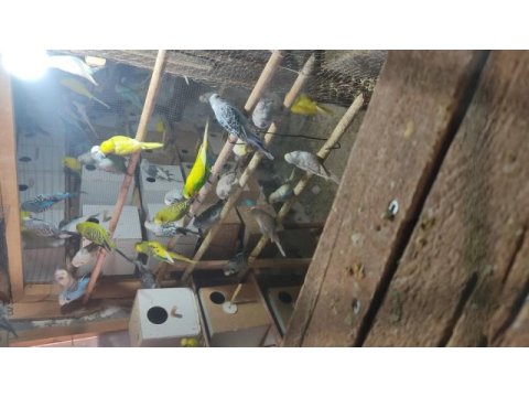 Jumbo muhabbet kuşu ağaçlarıma ait yavrular