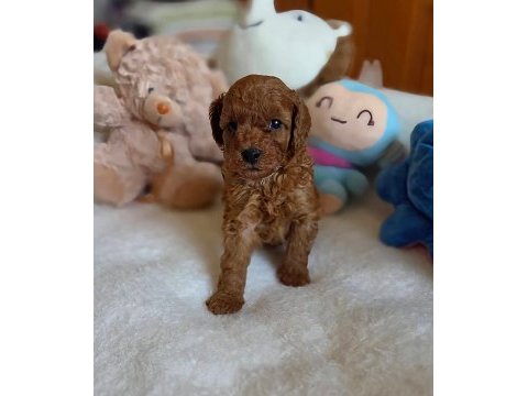 Toy poodle mükemmel yavrularımız