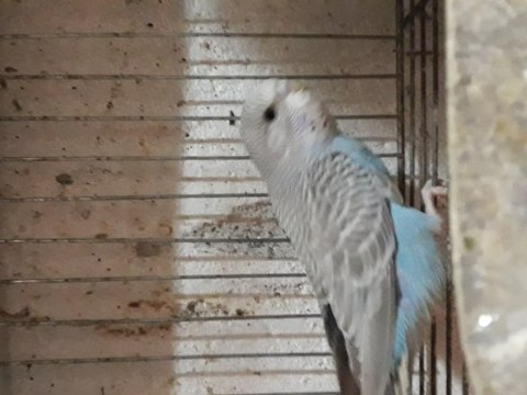 Yavru muhabbet kuşu