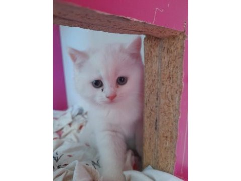 British shorthair 50 günlük yavrular (ankara)