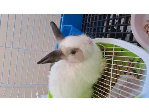 Sahibinden cüce tavşan (acil satılık)