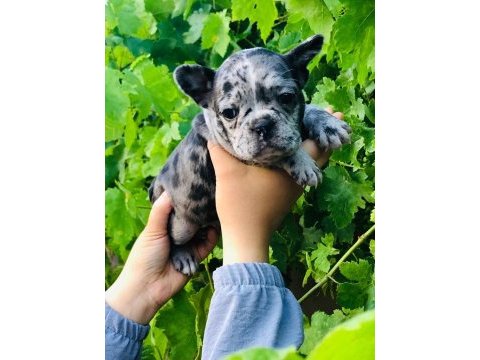 Black merle french dişi bulldog