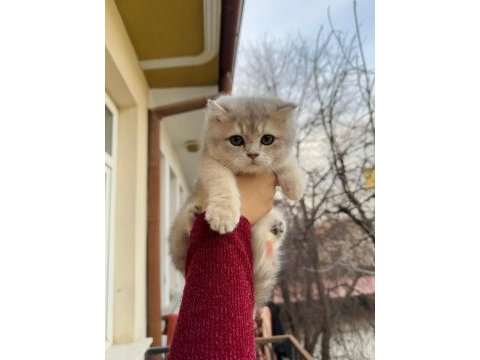 Birbirinden güzel yavru kediler