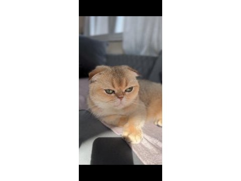 Golden scottish fold shorthair
