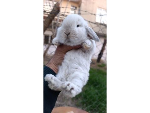 Holanda lop mini lop cüce tavşan yavrular gönderim var