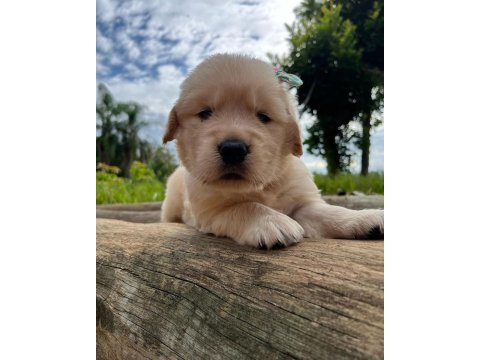 Golden retriever yavruları