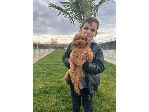 Toy poodle yavrular