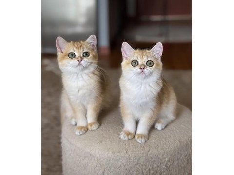 Safkan british shorthair golden dişi erkek